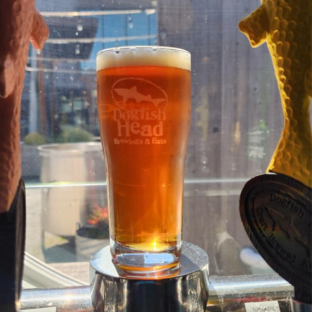 Dogfish Head beer Amber Is the Color of Zymology that is bright amber with a tight white head in a pint glass