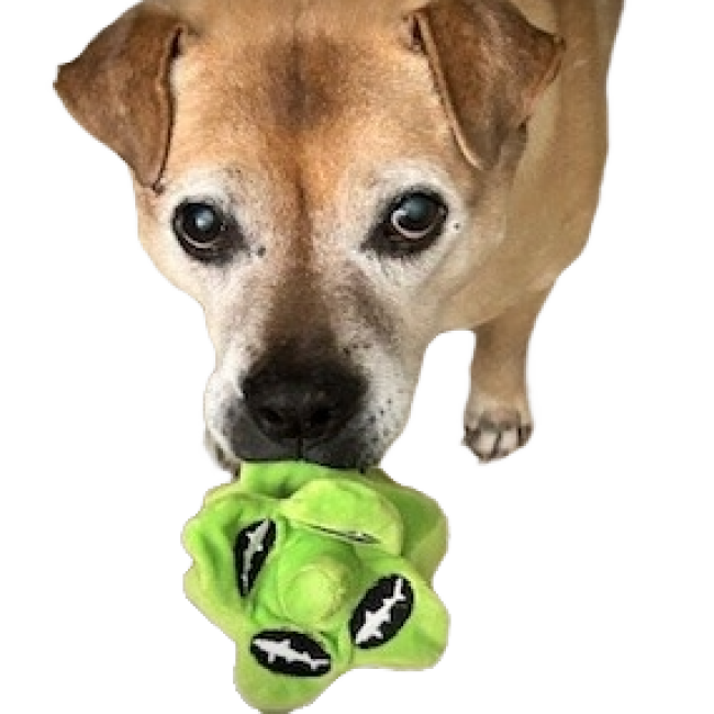 Dog holding plush hop style dog toy featuring the Dogfish Head shark and shield logo 