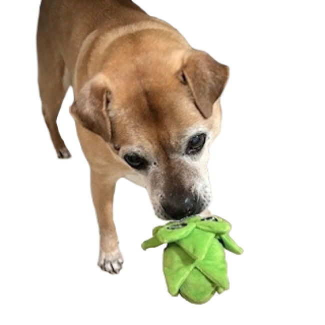 Dog holding plush hop style dog toy featuring the Dogfish Head shark and shield logo 